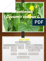 PPT BOTANI Mentimun