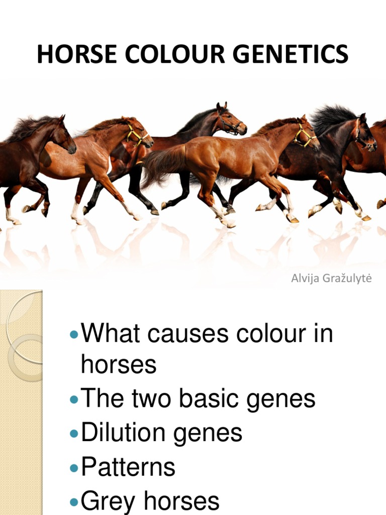Horse Colour Genetics Explained | PDF