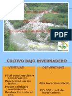 Produccion y Acopio de Hortalizas - Pueblo Viejo