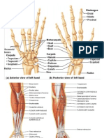 Carpal Bones and Muscles