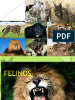 felinos