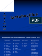 2 Lactobacillus