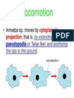 Locomotion of Amoeba