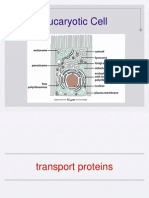 Eukaryotic Cell Protein Transport Systems