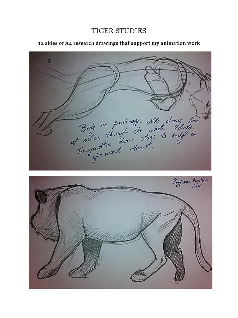 Tiger Animation Research Drawings | PDF