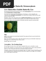 Download Metamorfosis of butter fly by royjalyforfun SN21491215 doc pdf