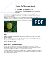 Metamorfosis of Butter Fly