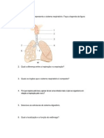 Prova Sistema Urinario, Respiratório e Digestório