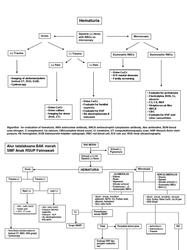 Alur Tatalaksana Hematuria AAP | PDF