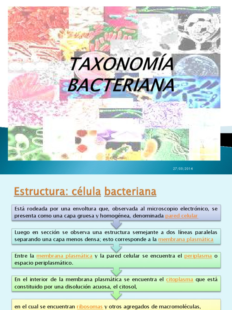 Taxonomia De Bacterias