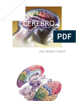 Cerebro