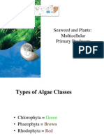 Seaweed and Plant Types: Primary Producers