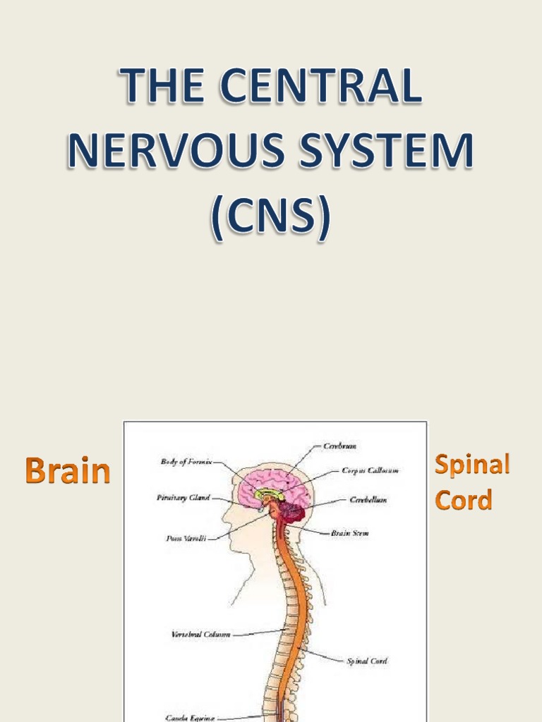 Overview of the Central Nervous System | PDF | Nervous System ...