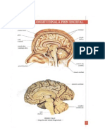 Anatomia Omului