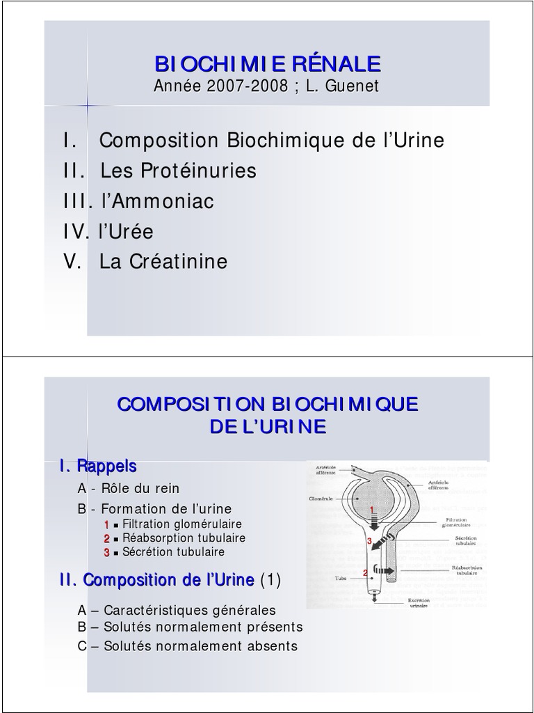Biochimie rénale : Urine et métabolisme | PDF | Créatinine | Rein