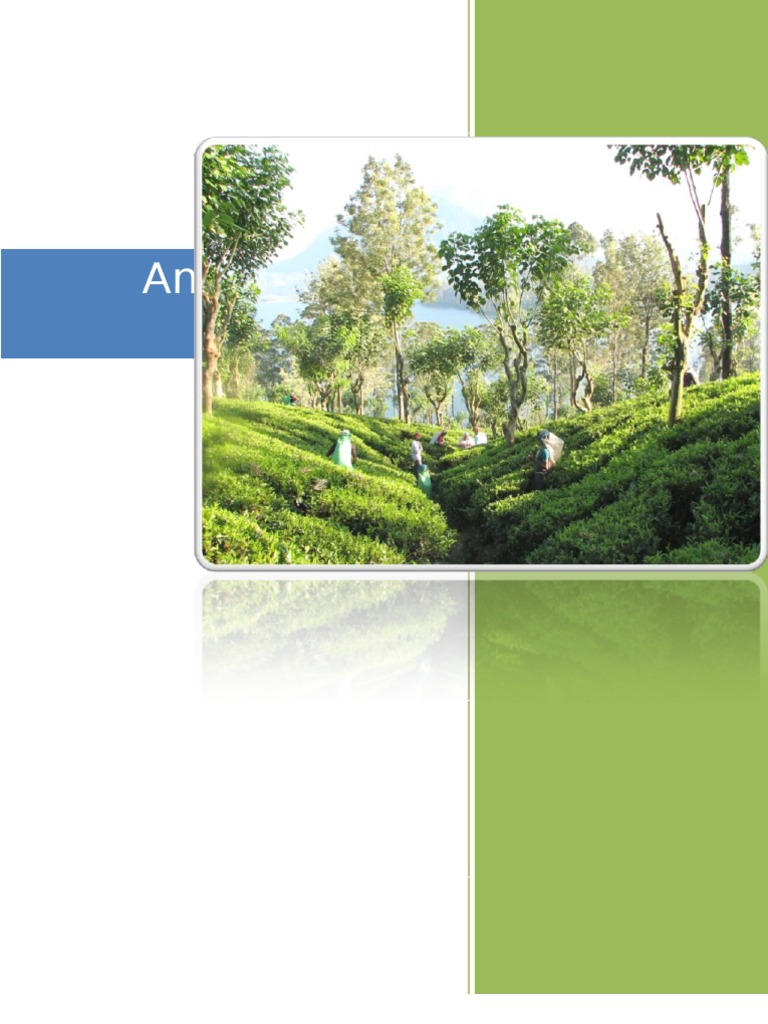 Pakistan Tea Import Analysis Report | PDF | Tea | Drink