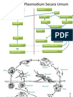 Daur Hidup Plasmodium Secara Umum