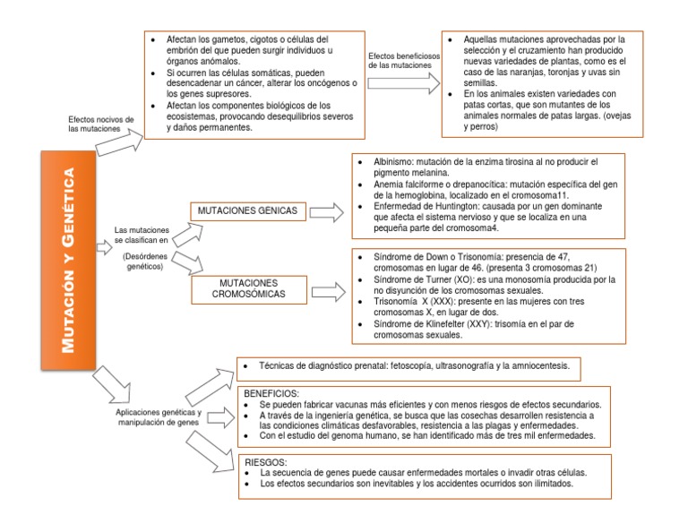 Cuadro Sinoptico de Las Mutaciones