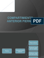 Pierna Anterior y MediaL