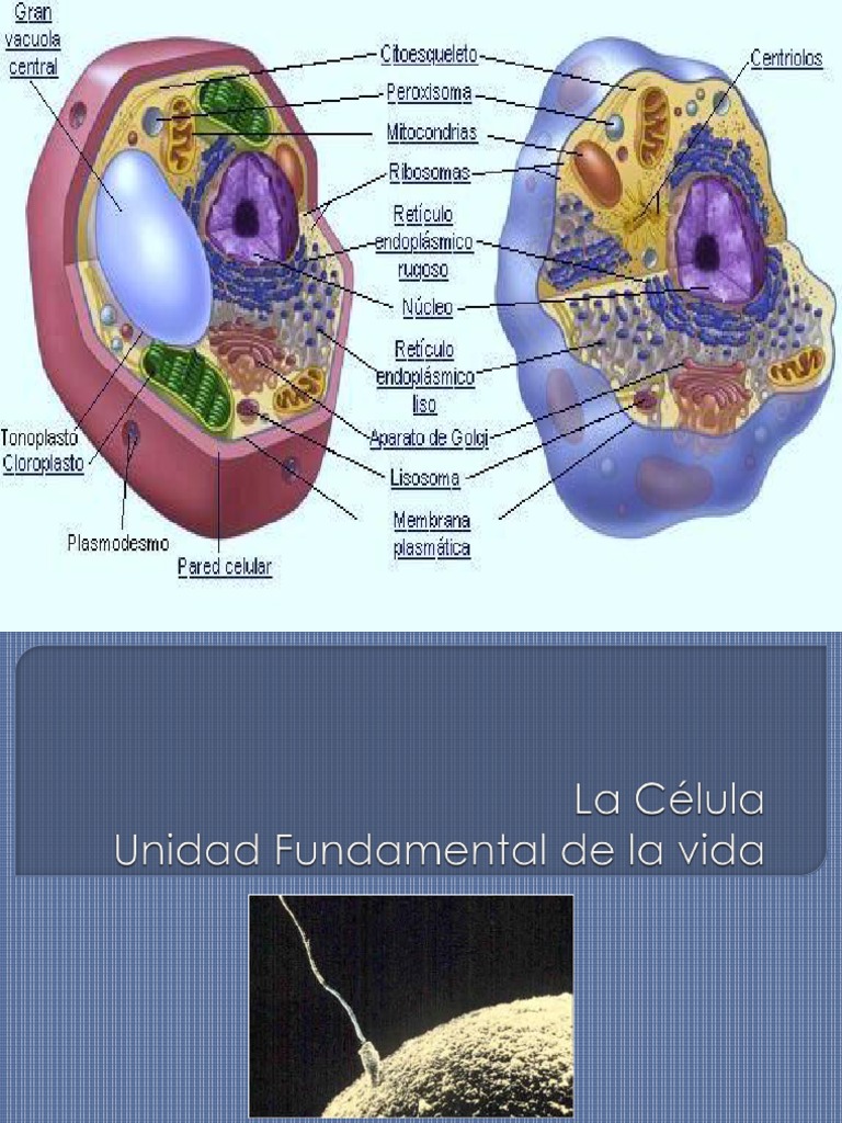 Estructura y Tipos de Células Vivas | PDF | Citoplasma | Biología Celular)