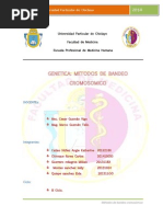 Metodo de Bandeo Cromosomico