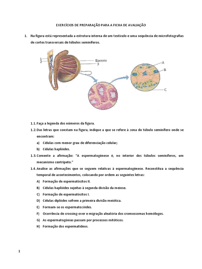 Exercícios sobre o Sistema Reprodutor Masculino | PDF | Hormônio ...