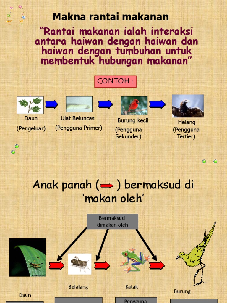Makna Rantai Makanan Pdf
