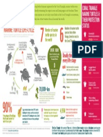 Coral Triangle Marine Turtles Info Graphic