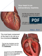 VB Circulatory Structures