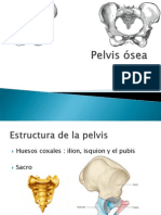 pelvis ósea