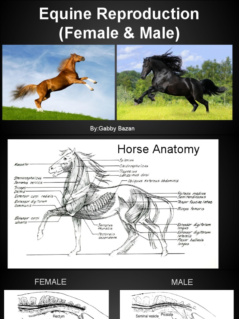 Equine Repro System 1 | PDF