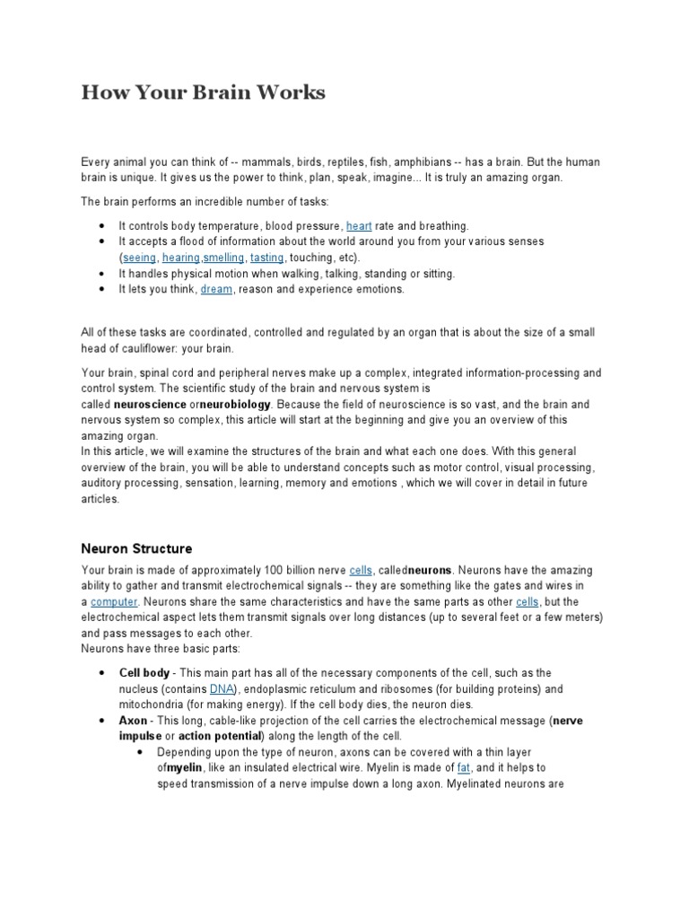 How Your Brain Works | PDF | Brainstem | Brain