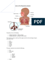 Copy of Bronchitis