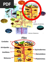 Biologia Reino Animal Final