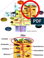 Biologia Reino Animal Final