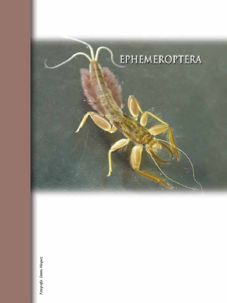 Claves Taxonomicas Ephemeroptera PDF Science Biología