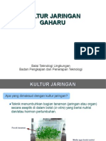 Kultur Jaringan Gaharu