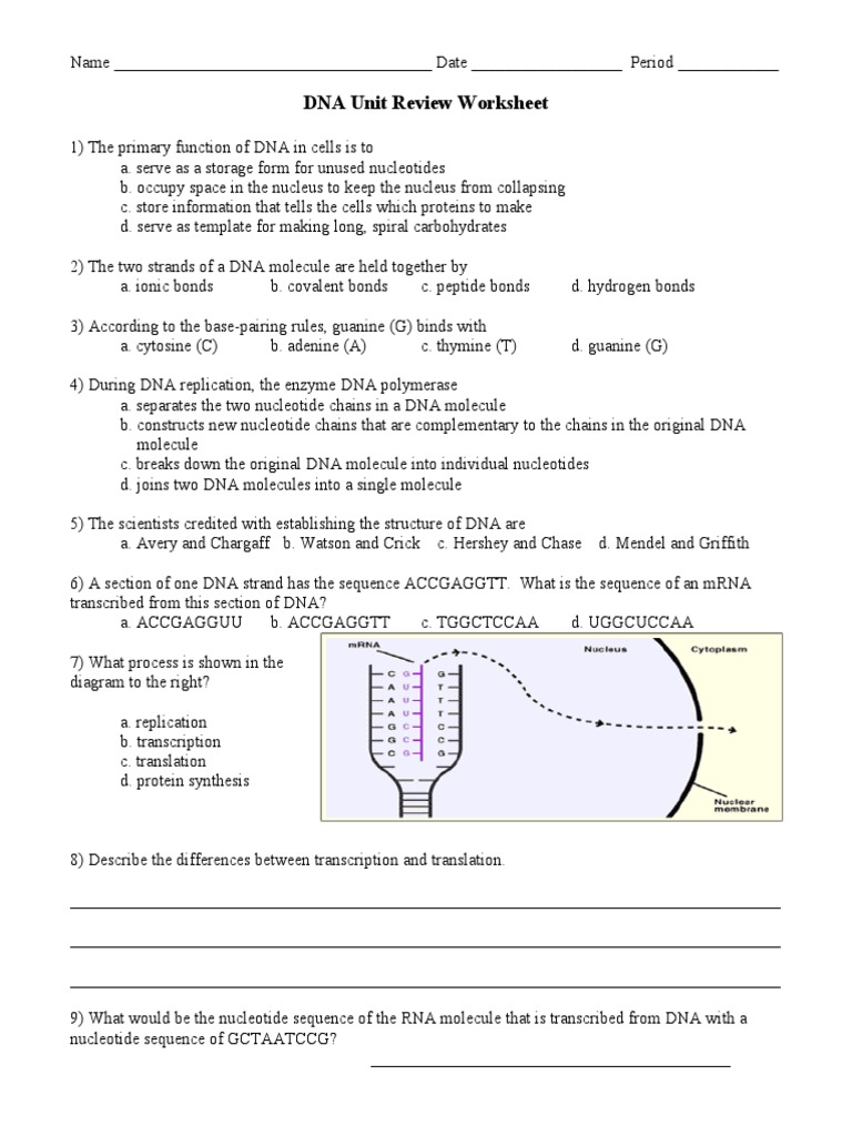 DNA Unit Review Worksheet  PDF  Dna  Dna Replication Pertaining To Protein Synthesis Review Worksheet Answers