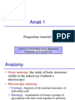 Amali 1 (Anatomi Dan Fisiologi)