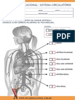 Sistema Circulatorio2