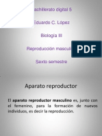 Sistema Reproductor Masculino