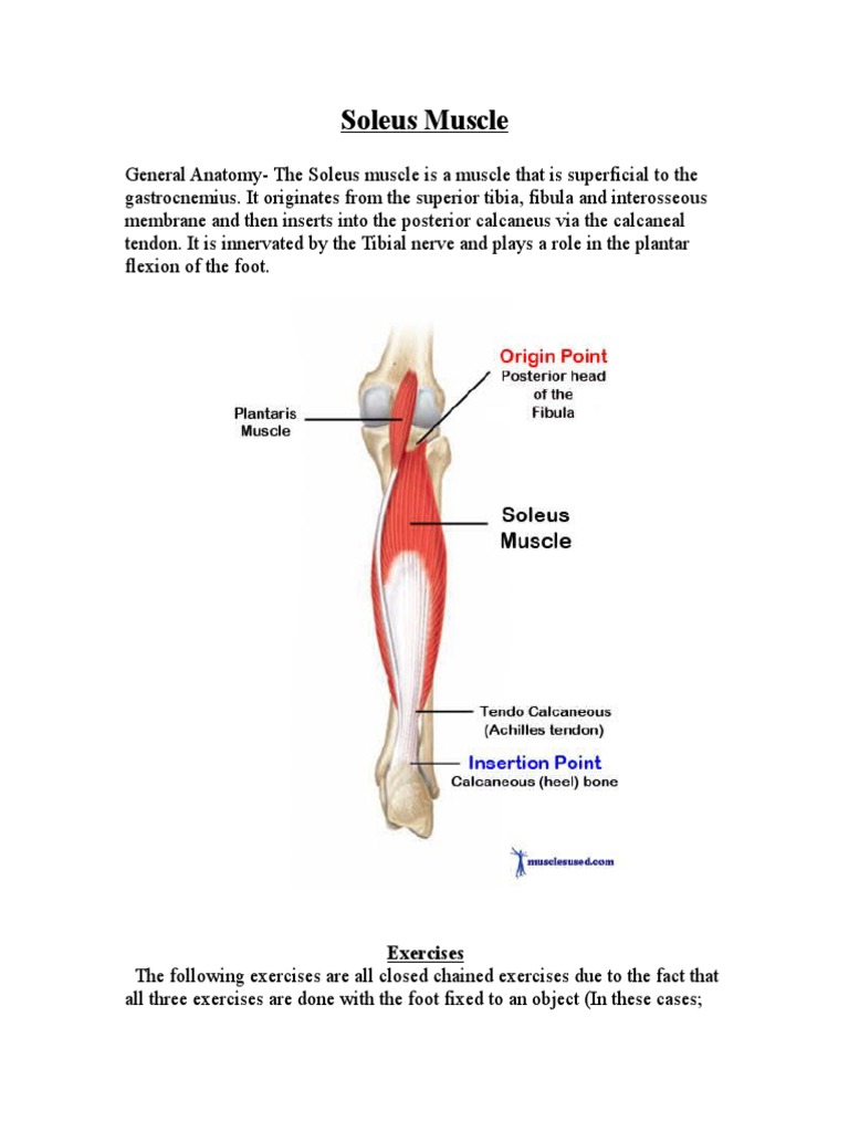 Soleus Muscle notes Foot Musculoskeletal System