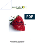 Cultivo de La Frutilla o Fresa