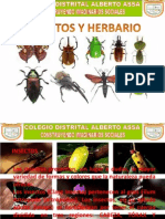 Insecto S