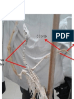 Esqueleto axial, apendicular y cráneo