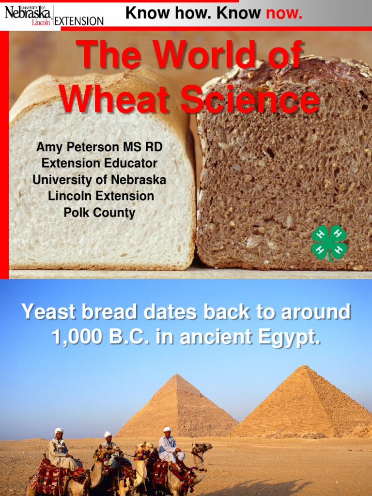 The World of Wheat Science | PDF