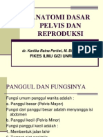 PANGGUL DAN REPRODUKSI