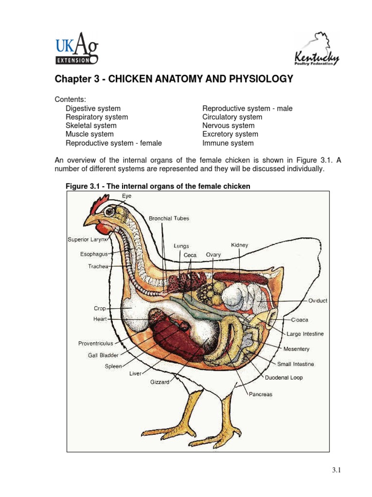 Chicken Anatomy | Lung | Digestion
