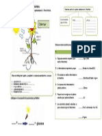 ACTIVIDAD Fotosintesis