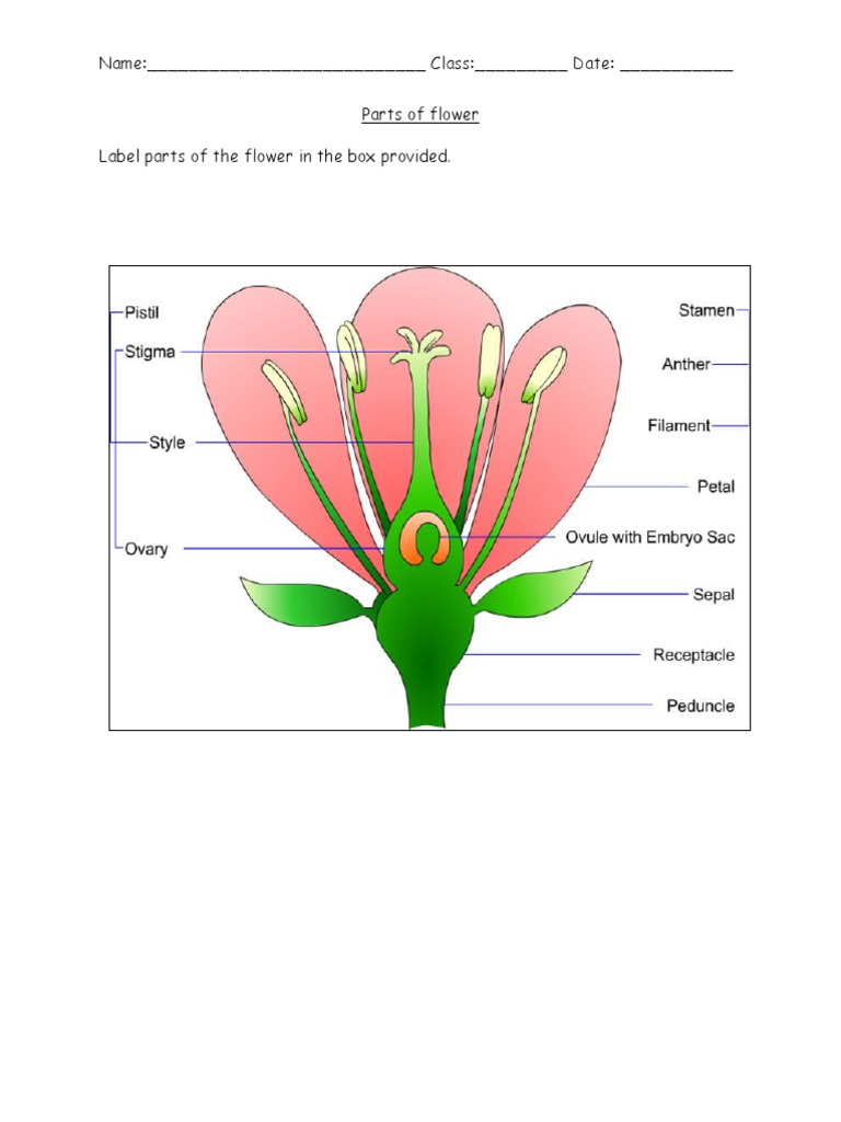 parts-of-flower-pdf